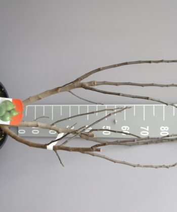 Ficus Carica 'Verdino'
