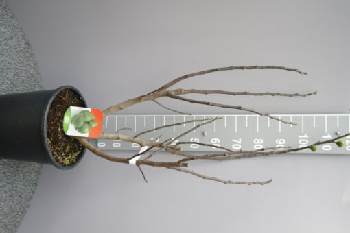 Ficus Carica 'Verdino'