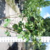 Ficus Carica 'Violette Dauphine' op rek