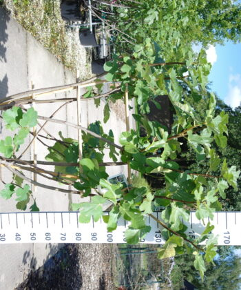 Ficus Carica 'Violette Dauphine' op rek
