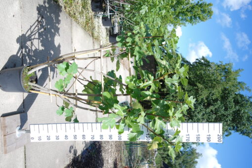 Ficus Carica 'Violette Dauphine' op rek
