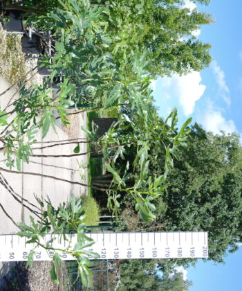 Ficus Carica 'Fiorone'