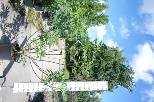 Ficus Carica 'Fiorone'