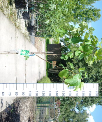 Ficus Carica 'Goutte do'r'
