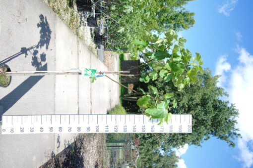 Ficus Carica 'Goutte do'r'