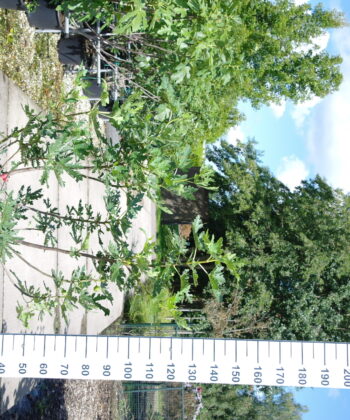 Ficus Carica 'Ice Crystal'