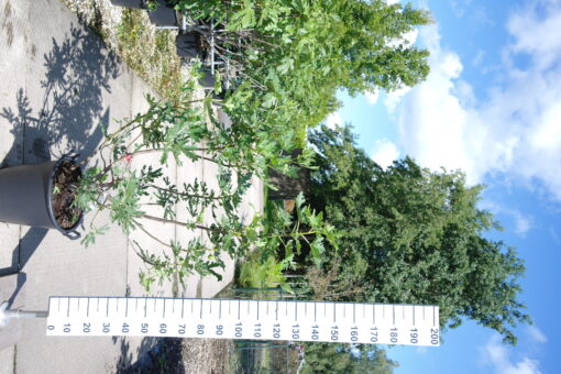Ficus Carica 'Ice Crystal'