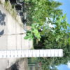 Ficus Carica 'Osborn Prolific'