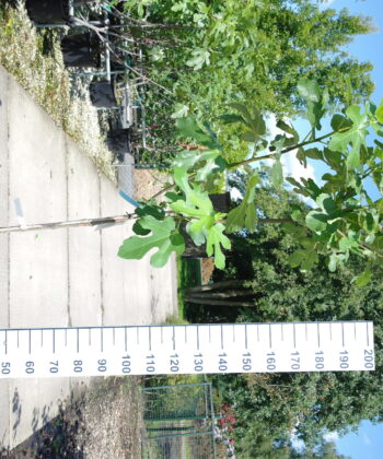 Ficus Carica 'Osborn Prolific'