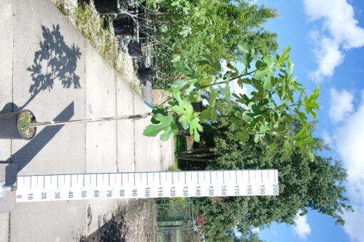 Ficus Carica 'Osborn Prolific'