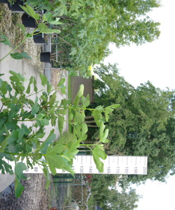 Ficus Carica 'Osborn Prolific'