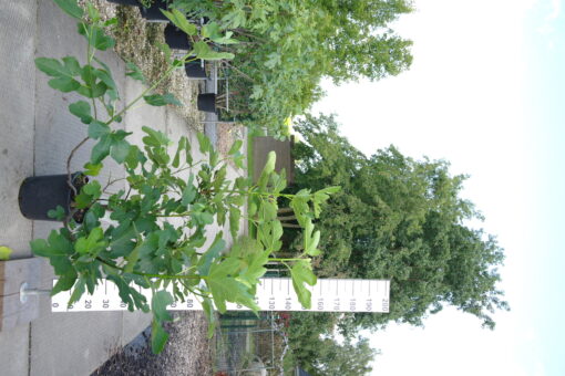 Ficus Carica 'Osborn Prolific'