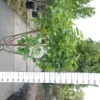 Ficus Carica 'Panache'