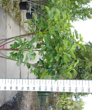 Ficus Carica 'Panache'