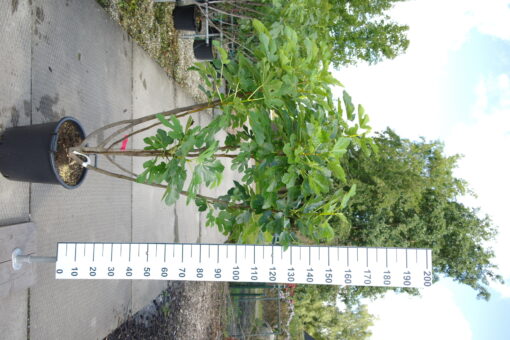 Ficus Carica 'Panache'