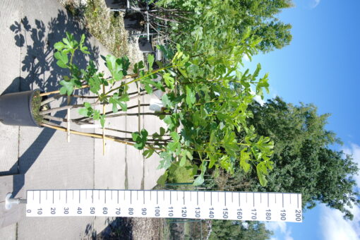 Ficus Carica 'Panache' op rek