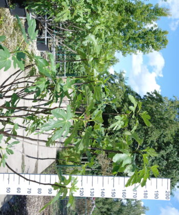 Ficus Carica 'Del Portogallo'