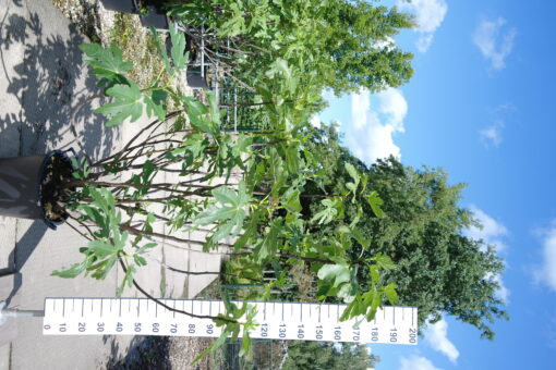 Ficus Carica 'Del Portogallo'