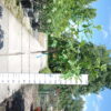 Ficus Carica 'Rouge de Bordeaux' op stam