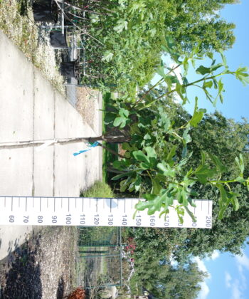 Ficus Carica 'Rouge de Bordeaux' op stam