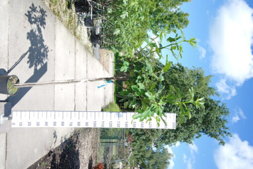 Ficus Carica 'Rouge de Bordeaux' op stam