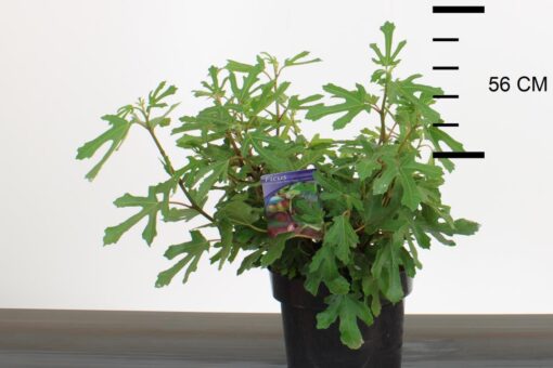 Ficus Carica 'Little Miss Figgy'