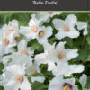 Philadelphus 'Belle Etoile' - Boerenjasmijn