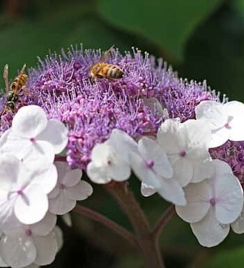 Fluweelhortensia