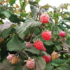 Rubus idaeus 'Rote Schwedin' - dwergframboos