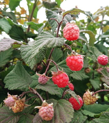 Rubus idaeus 'Rote Schwedin' - dwergframboos