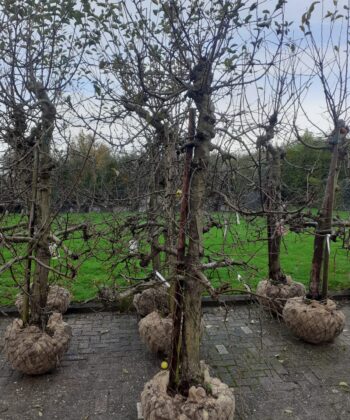 Malus Elstar - zwaar vertakt