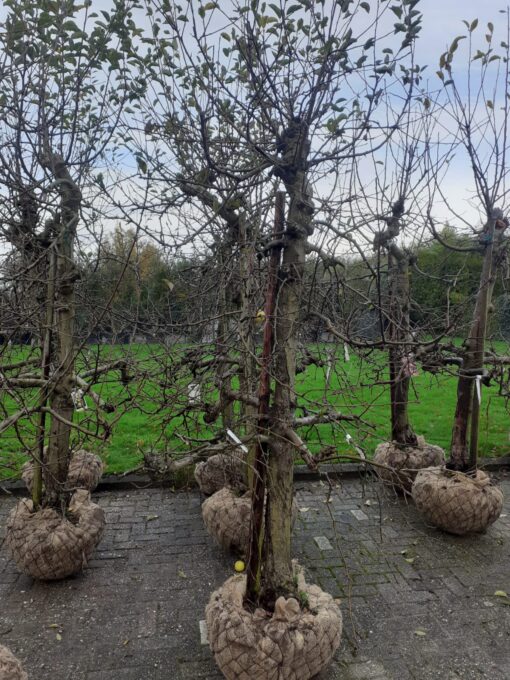 Malus Jonagold - Zwaar vertakt