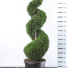 Cupressocyparis Leylandii '2001' - Conifeer spiraal