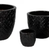 Glazed Egg Pineapple Shiny Black