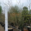Gleditsia triacanthos 'Sunburst'