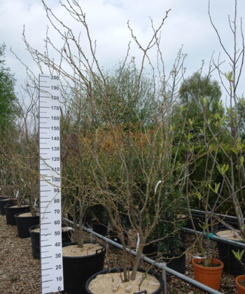 Gleditsia triacanthos 'Sunburst'