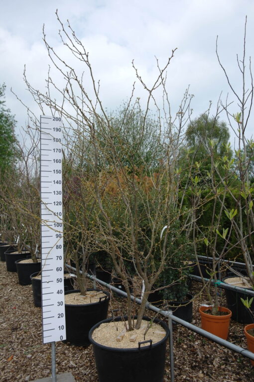 Gleditsia triacanthos 'Sunburst'