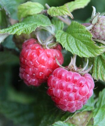 Rubus idaeus 'Glen Ample'- framboos