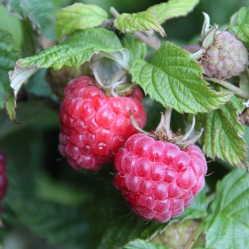 Rubus idaeus 'Glen Ample'- framboos
