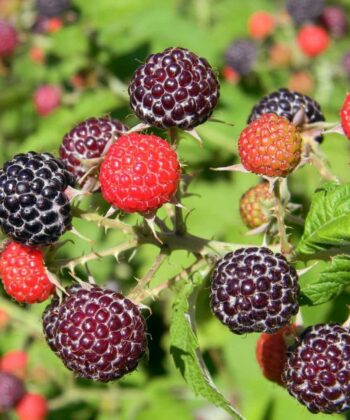 Rubus idaeus ´Glen Coe´- framboos