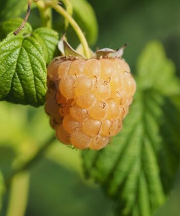 Rubus idaeus 'Golden Everest' - framboos