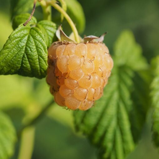 Rubus idaeus 'Golden Everest' - framboos