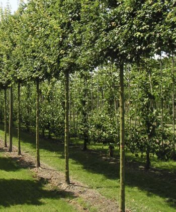 Groenblijvende leibomen