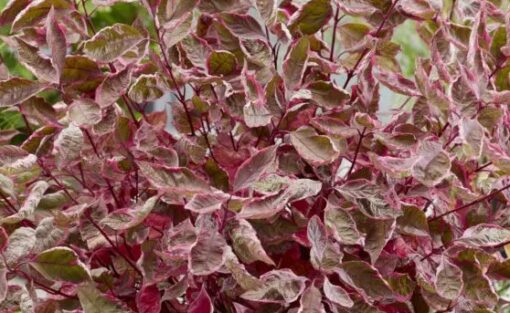 Cornus Alba 'Miracle' - Witte Kornoelje