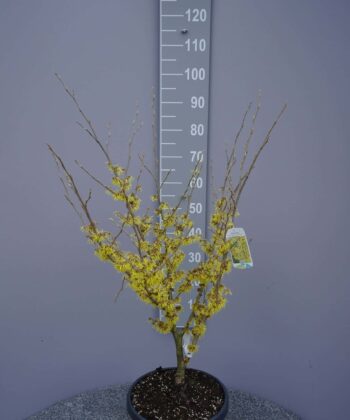 Hamamelis 'Arnold Promise'