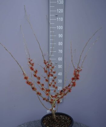 Hamamelis x intermedia 'Rubin'