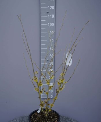 Hamamelis 'Westerstede'