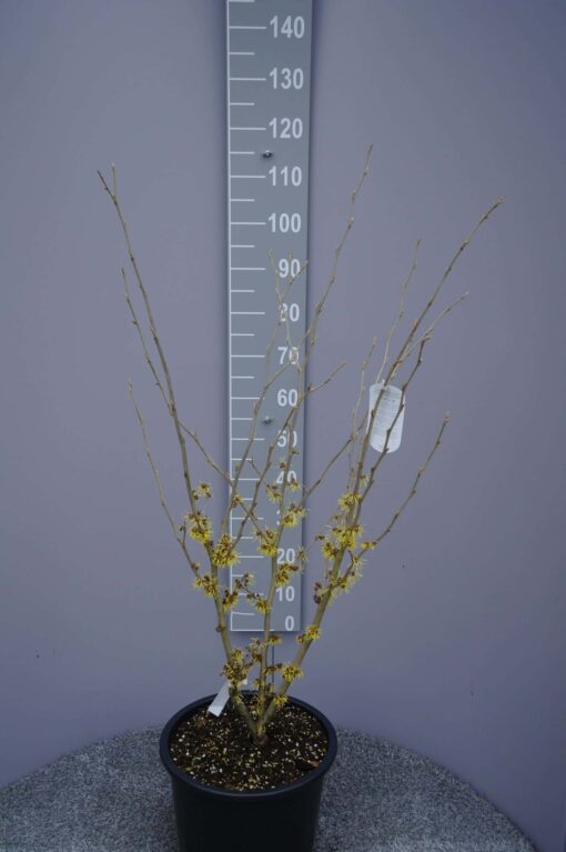Hamamelis 'Westerstede'