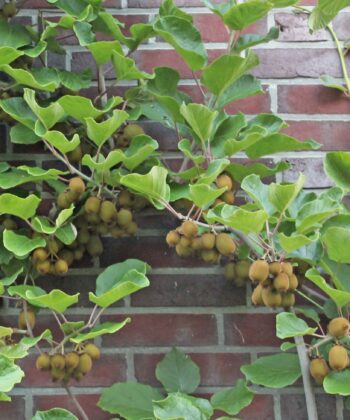 Actinidia deliciosa 'Hayward' (Vrouwlijk)