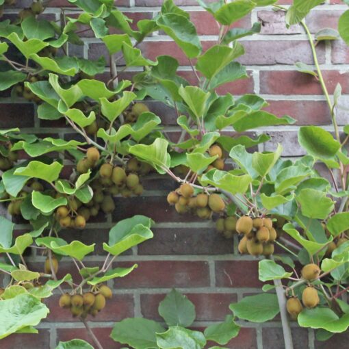 Actinidia deliciosa 'Hayward' (Vrouwlijk)